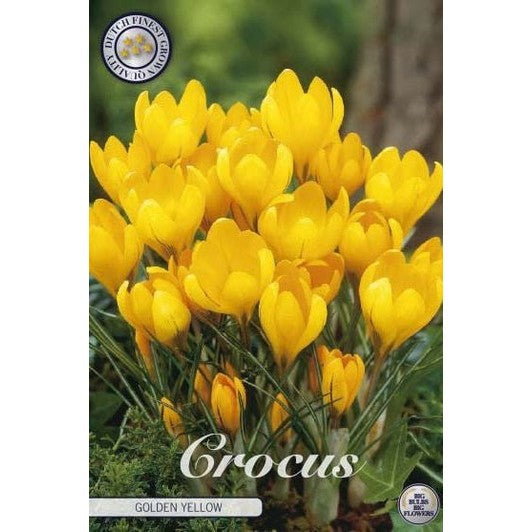 Gullkrokus - Crocus flavus 'Golden Yellow' 10-pakning